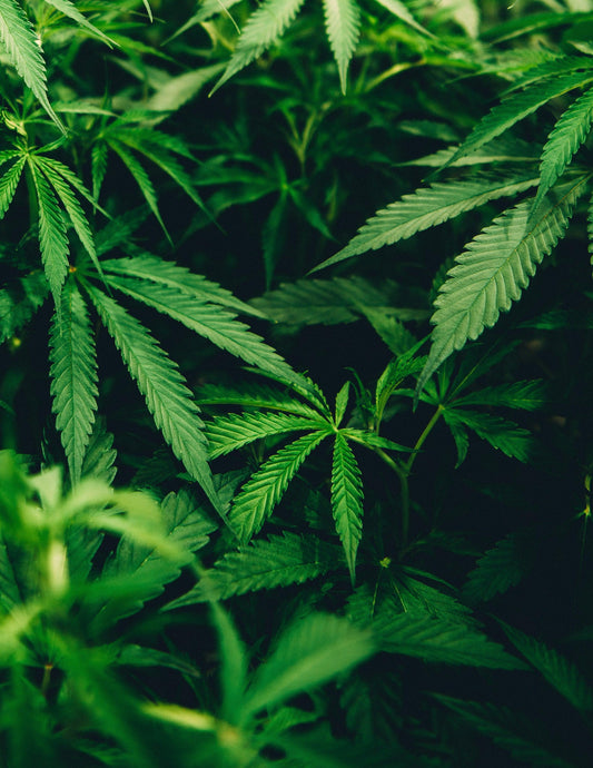 3 überraschende Fakten über Hanf für eine maximale Gesundheit des Körpers: Ein Blog über die Vorteile von Hanf und wie er Ihre Gesundheit verbessern kann. - CBD-Express24.com
