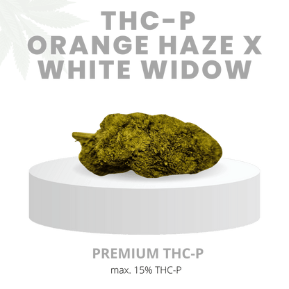 THC-P ORANGE HAZE X WHITE WIDOW ÜBERWÄLTIGEND 15% | Premium WEED