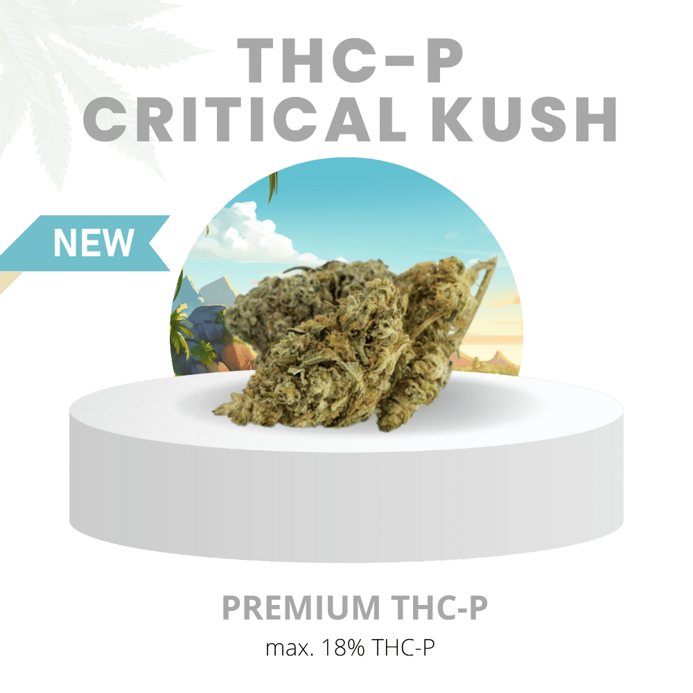 THC-P CRITICAL KUSH EXPLOSIV 18% | Premium WEED