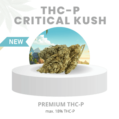 THC-P CRITICAL KUSH EXPLOSIV 18% | Premium WEED