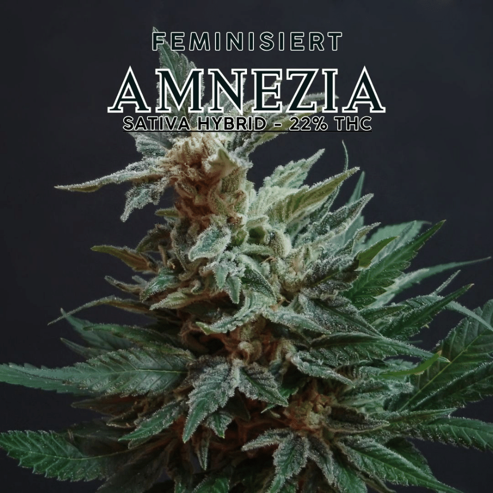 Nahaufnahme einer blühenden feminisierten Amnesia-Cannabispflanze von YAMA SEEDS. Sativa-Hybrid mit bis zu 25 % THC und intensiven Zitrus- und erdigen Aromen