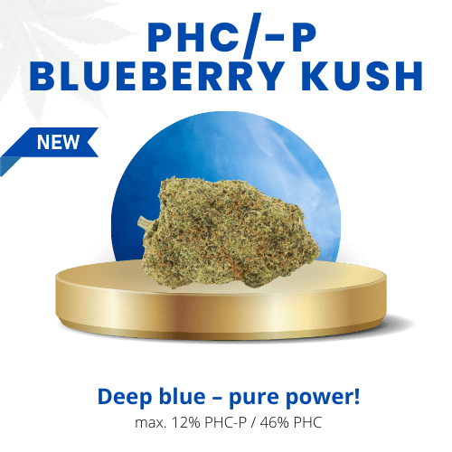 Blueberry Kush 58% | Premium PHC/-P WEED