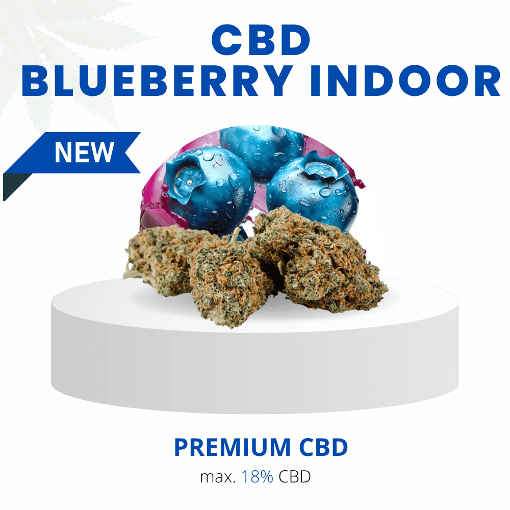 Premium Blueberry Indoor CBD 18 % Blüten, präsentiert auf einem weißen Podest mit Blaubeer-Illustration im Hintergrund. Intensives, natürliches Blaubeer-Aroma und hochwertige Indoor-Qualität.