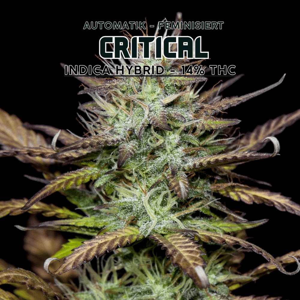 Critical Auto Autoflowering-Sorte, robuste Genetik aus Afghani, Skunk und Ruderalis. Pflanze mit dichten Buds und süßem, pfeffrigem Aroma vor dunklem Hintergrund.