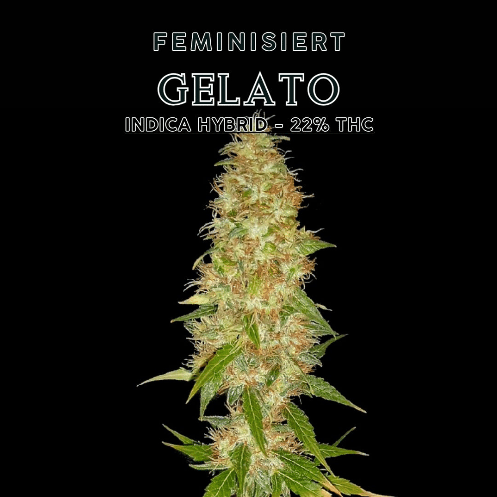 Gelato feminisierte Indica-Hybrid-Sorte von YAMA SEEDS. Pflanze mit dichten Blüten und Minz-Keks-Aroma, präsentiert vor einem dunklen Hintergrund.