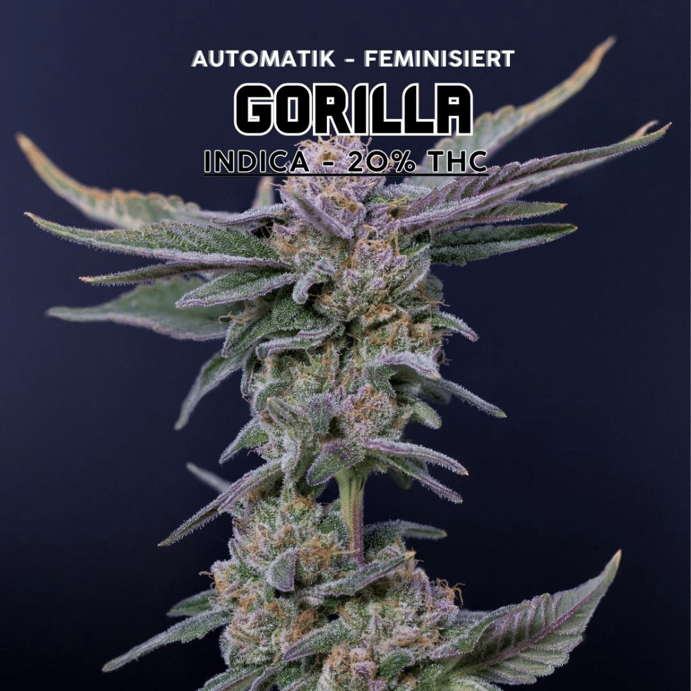 Gorilla Auto, feminisierte Autoflowering-Sorte mit 20 % THC. Robuste Indica-dominante Mischung mit kompaktem Wuchs, betörendem Zitrus- und Kieferaroma, präsentiert vor dunklem Hintergrund.