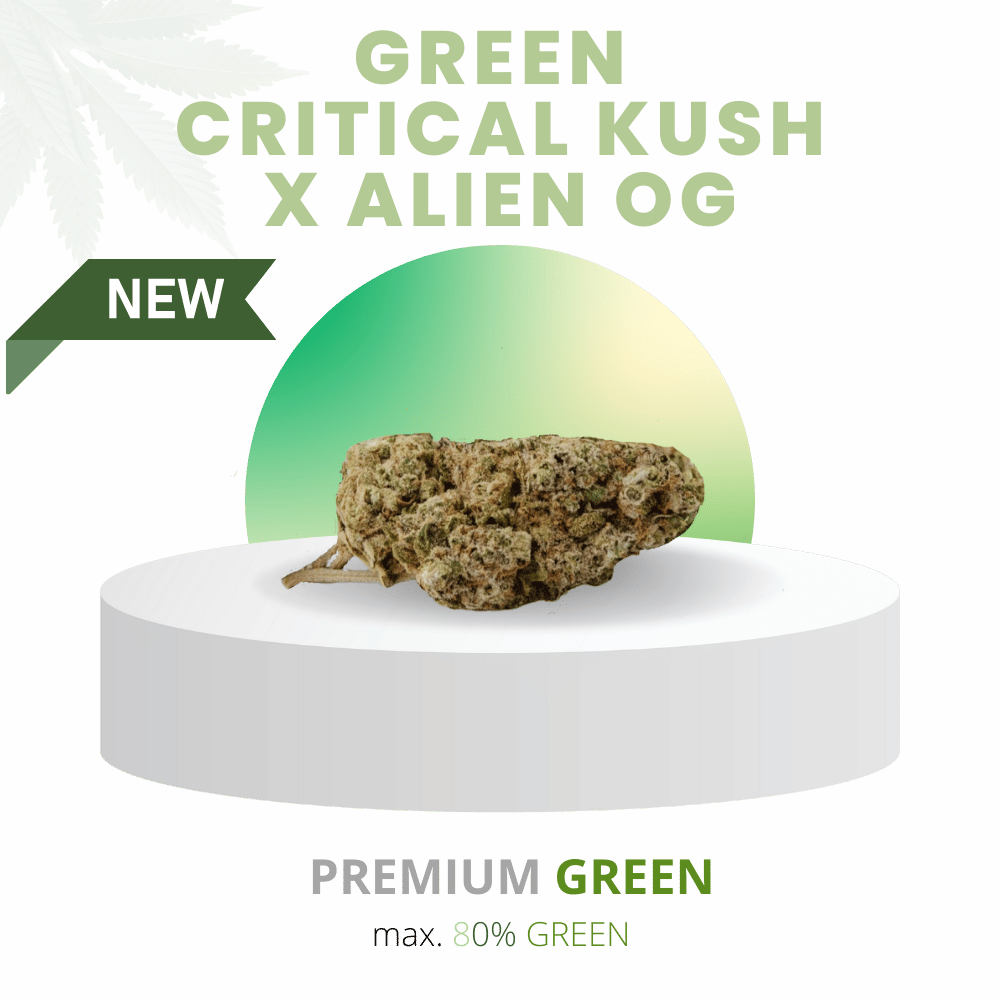 PHYTOREMEDY™ CBD-Blüteninfusion Critical Kush x Alien OG, präsentiert auf einem weißen Podest. Premium Green Blüten mit natürlicher Infusion und hochwertiger Formulierung.