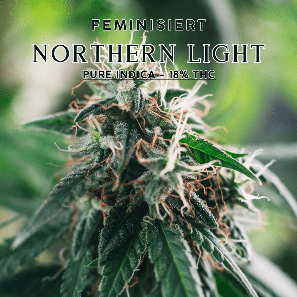 Northern Light feminisierte Cannabis-Sorte, robuste harzreiche Blüten mit Zitrus- und Erdnoten, dargestellt in natürlicher Umgebung.