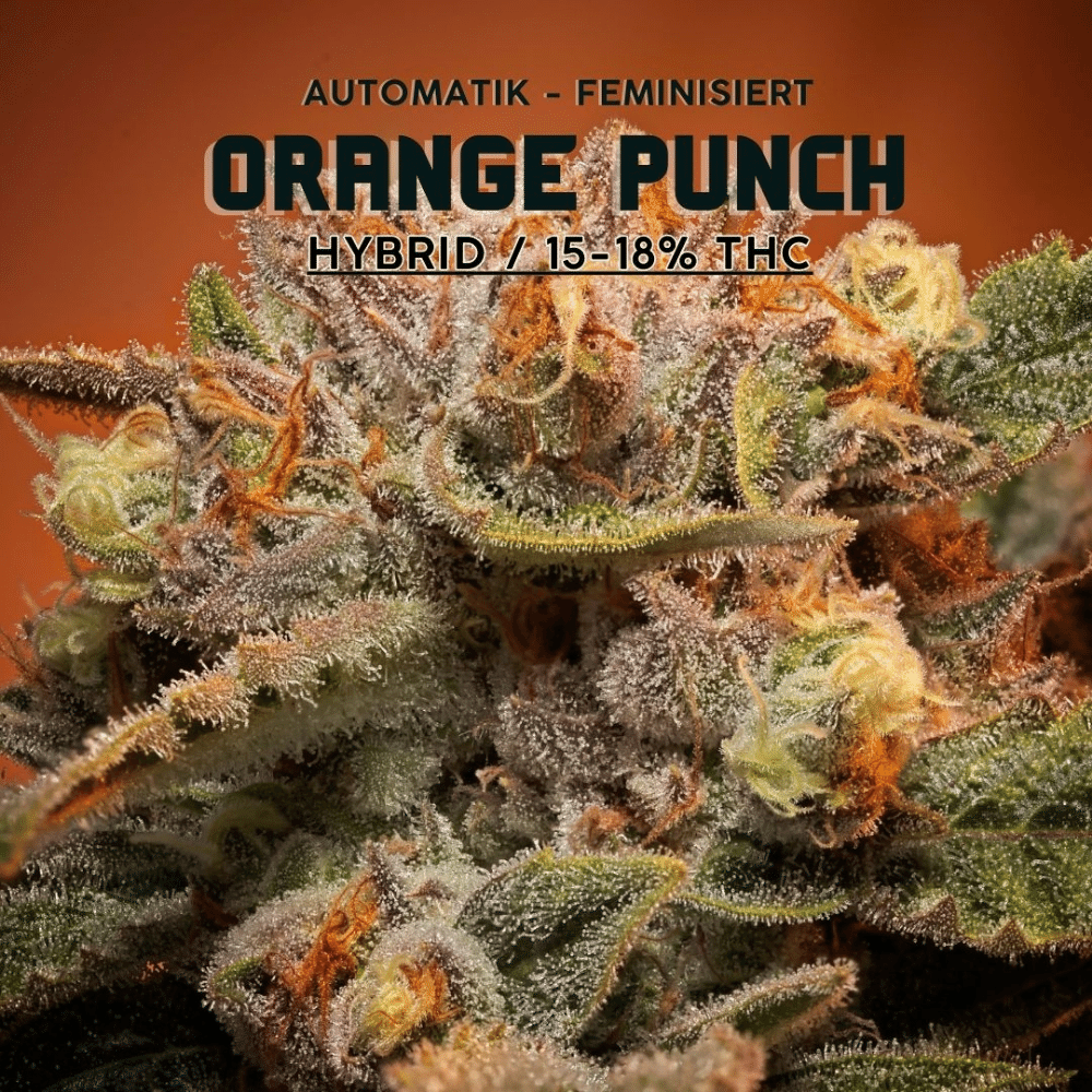 Nahaufnahme einer Orange Punch Cannabispflanze mit leuchtenden Farben und dichten Blüten.