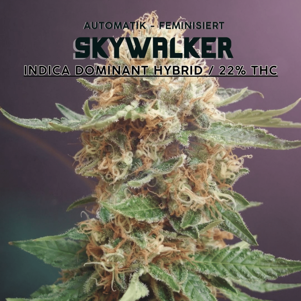 Auto Skywalker Haze – Hochwertige Autoflower-Sorte mit 20-25% THC, sativadominiert, erdige und zitronige Haze-Noten, ideal für Anfänger und erfahrene Züchter.