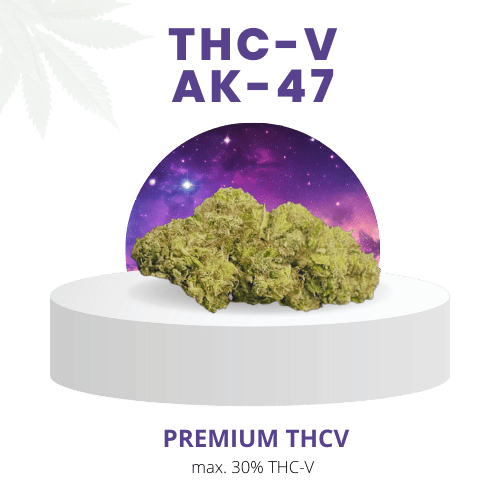 Premium AK-47 THC-V Blüten mit einem THC-V-Gehalt von bis zu 30 %, präsentiert auf einem weißen Podest mit violettem Sternenhimmel im Hintergrund. Sativa-dominierter Hybrid mit komplexem Aroma und Geschmack.