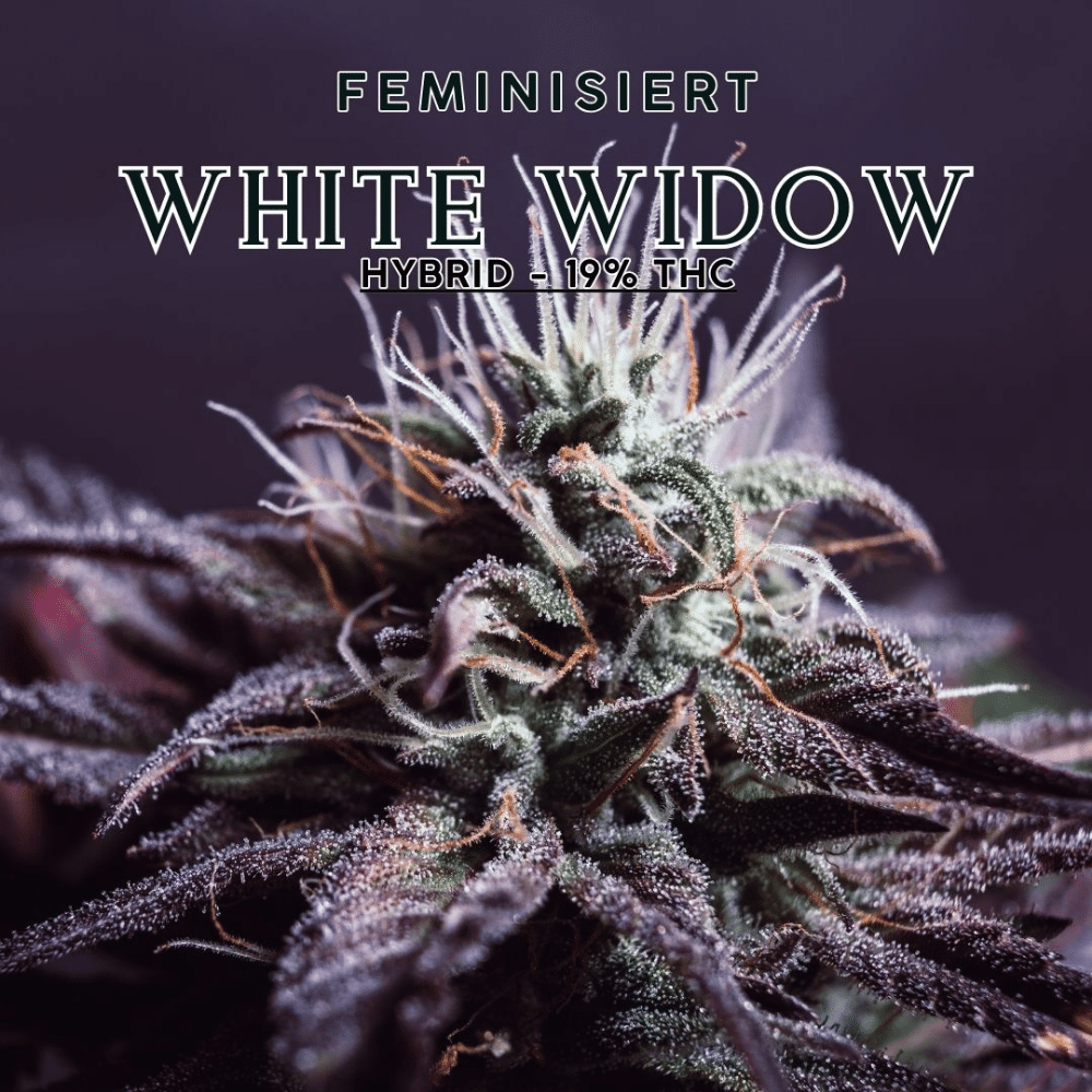 White Widow von YAMA SEEDS – Feminisierte Hybrid-Sorte mit 19% THC, kraftvoller erdiger und pfeffriger Duft, ideal für zuverlässige und erfolgreiche Kultivierung.