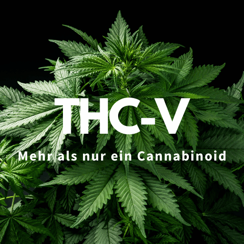 THCV – Ein Cannabinoid mit einzigartigen gesundheitlichen Vorteilen wie Appetitkontrolle, Diabetes-Management und neuroprotektiven Effekten.