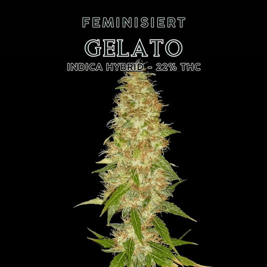 GELATO INDICA HYBRID 22% THC Samen | Feminisiert