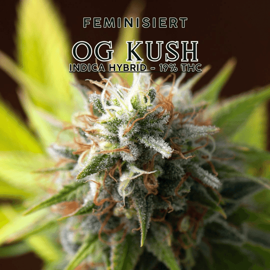 OG KUSH INDICA HYBRID 19% THC Samen | Feminisiert