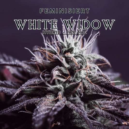 WHITE WIDOW HYBRID 19% THC Samen | Feminisiert